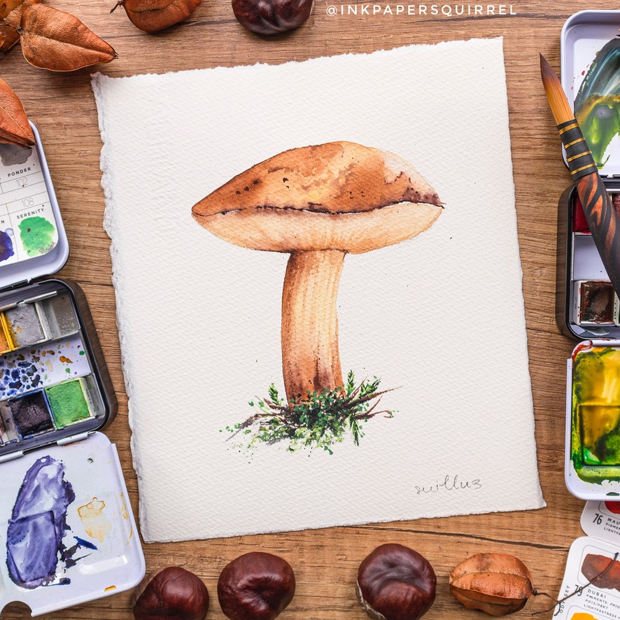 Suillus mushroom illustration