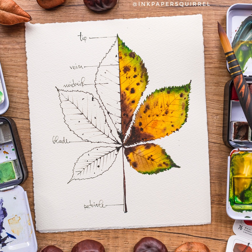 Watercolor Chestnut Leaf Illustration in Autumn Colors