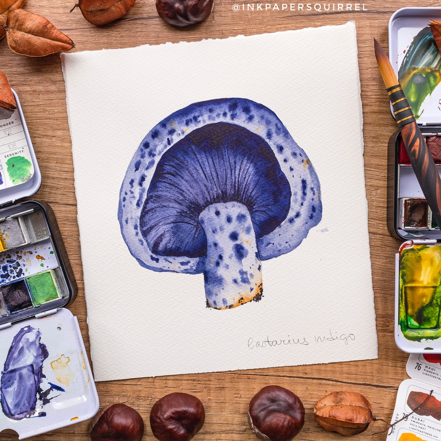 Blue mushroom (lactarius indigo) in watercolor