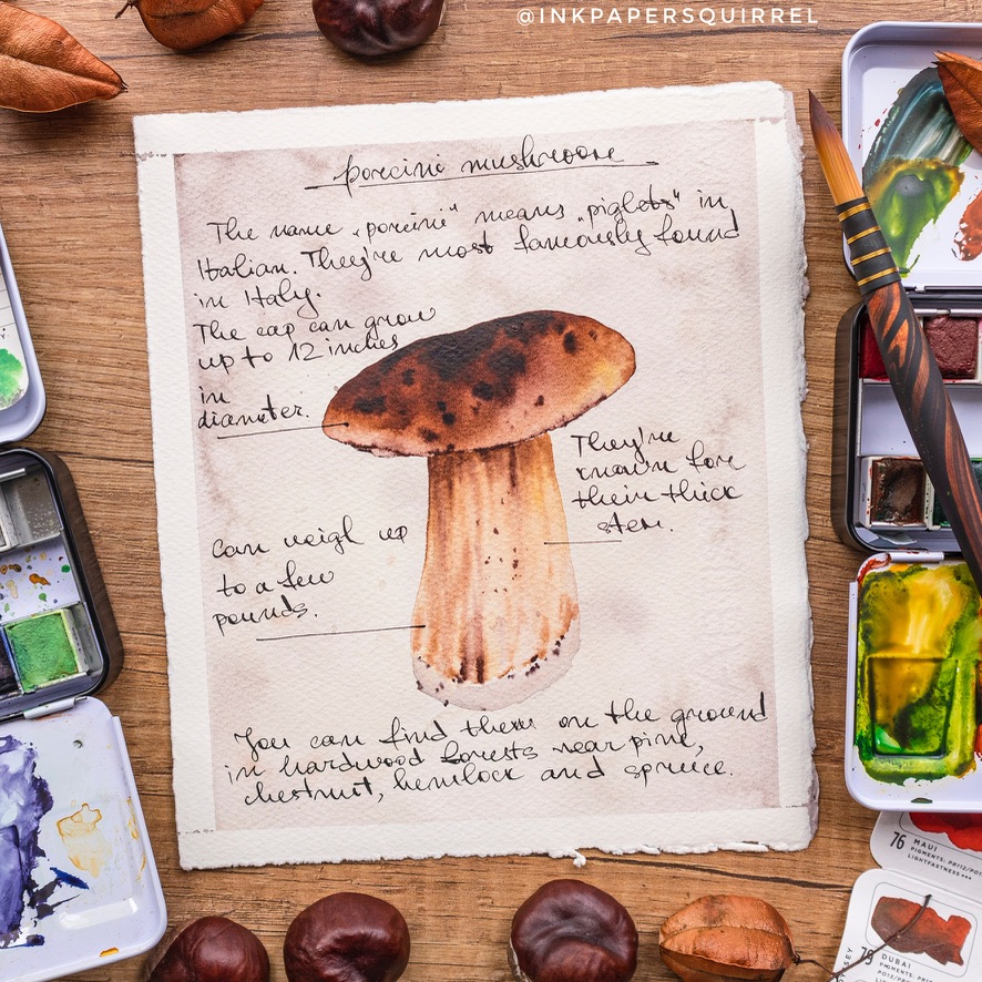 Porcini mushroom vintage illustration